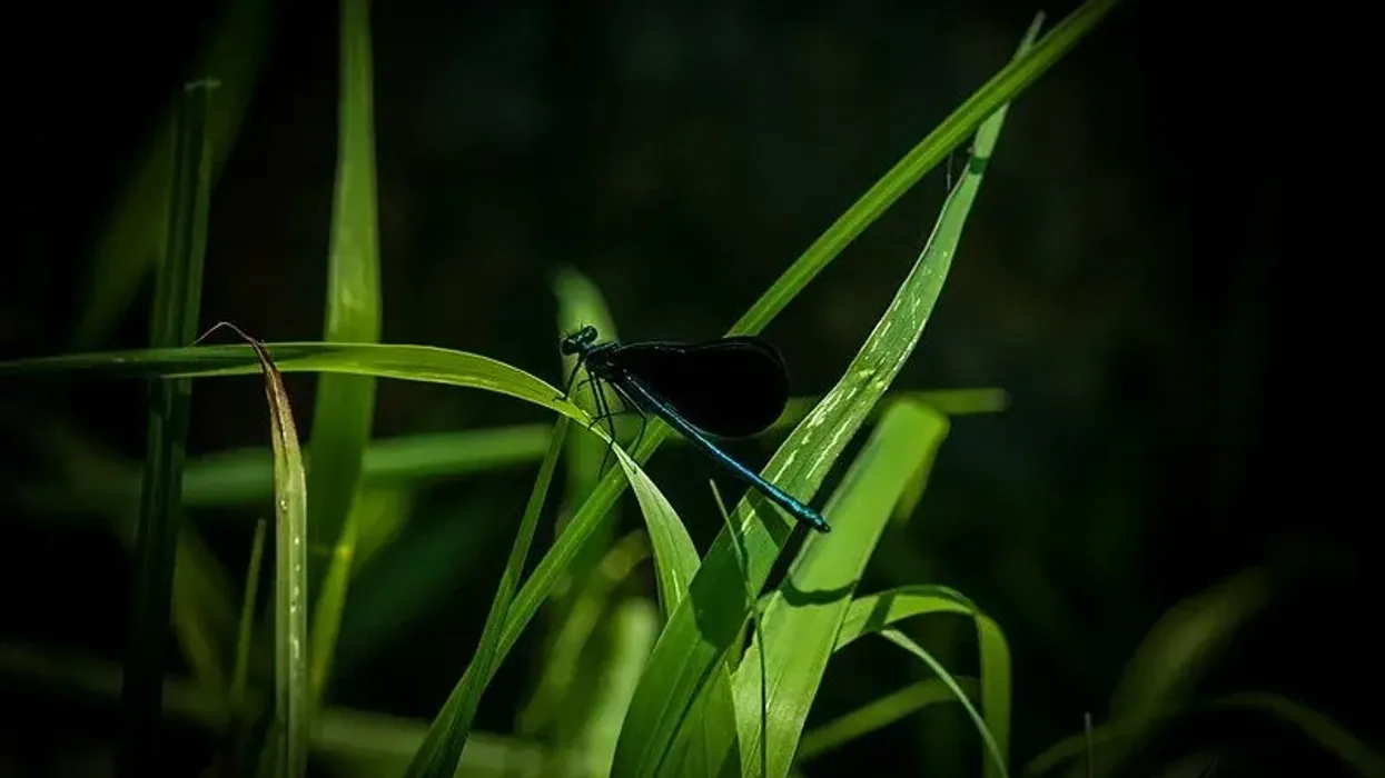 Ebony jewelwing facts help us learn more about this species that presses its wings vertically above its thorax while resting.