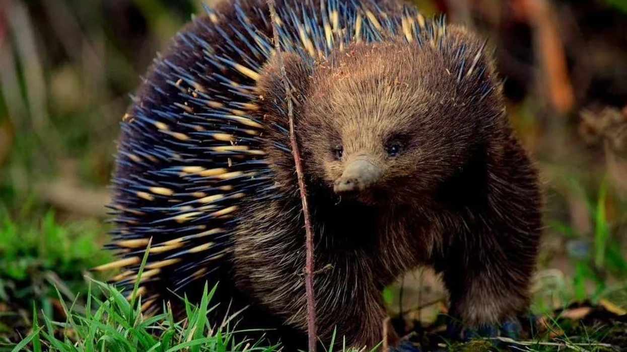 Echidna facts are fun to read.