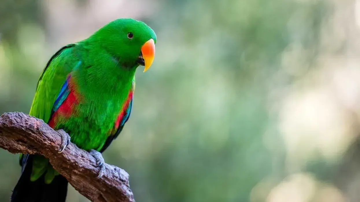 Eclectus parrot facts like the colorful plumage are interesting
