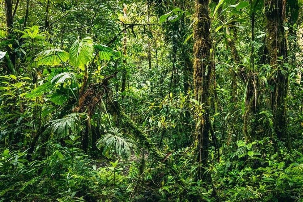 Ecuador Tropical Rainforest hiking trail 
