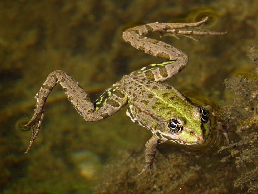 Edible frog floating in water.