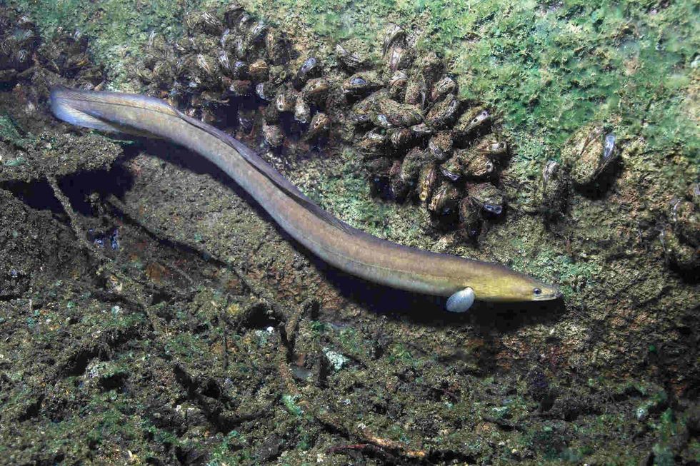 Eel fish in clean river.