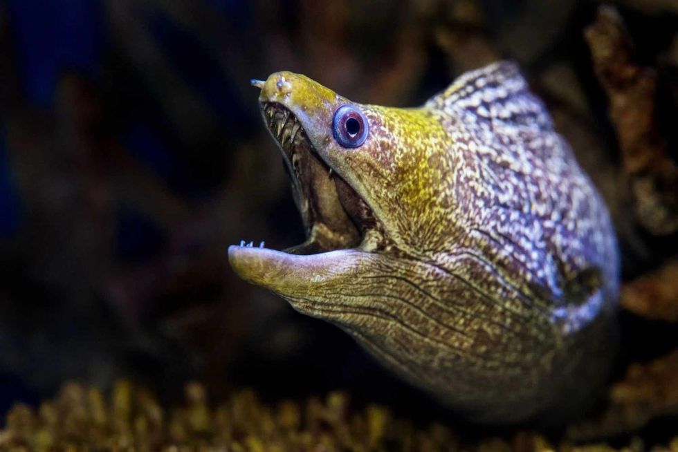 eels resemble snakes but are fish