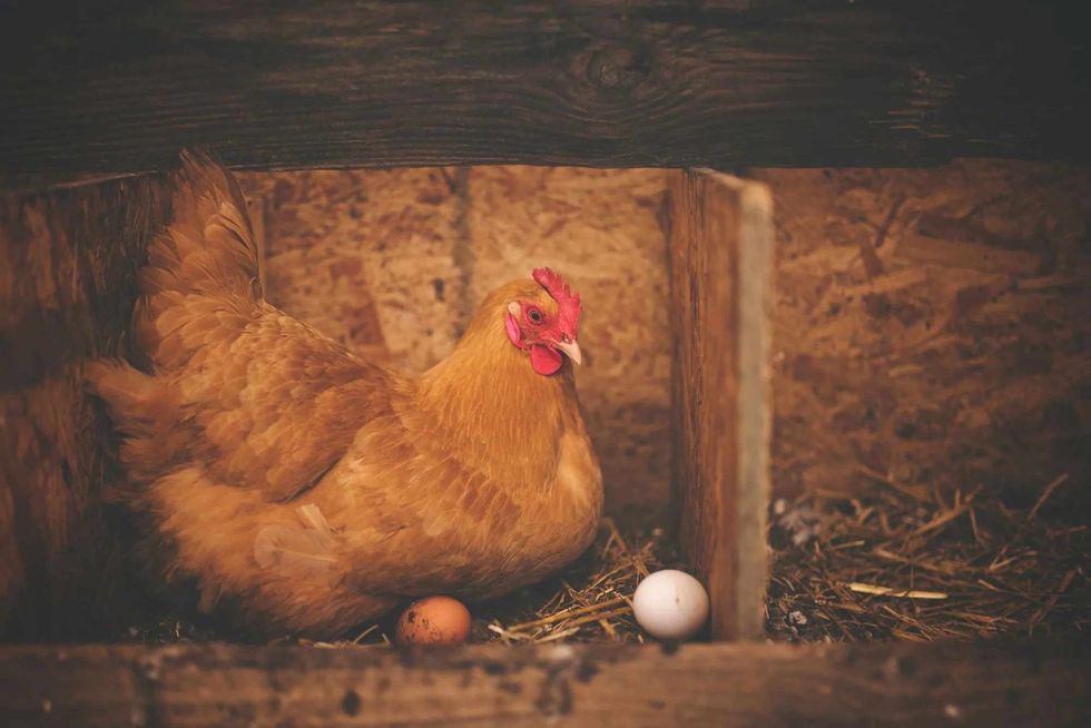 Egg binding in birds is a serious issue.
