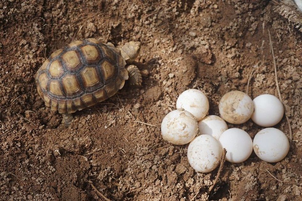 71 Cute Tortoise Names For Your Pet That You'll Love | Kidadl