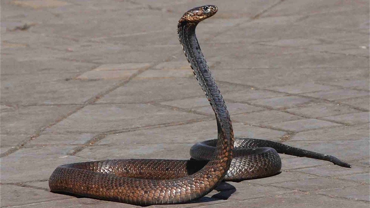 Egyptian false cobra facts they originate from North Africa and the Middle East