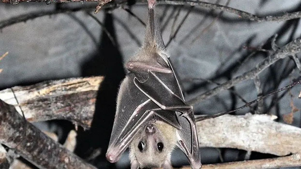 Egyptian fruit bat facts shed light on this animal!
