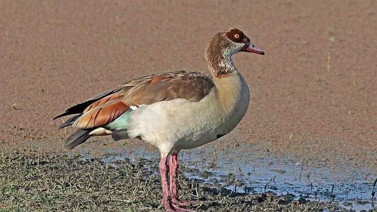 Egyptian goose facts about the different Egyptian goose species.