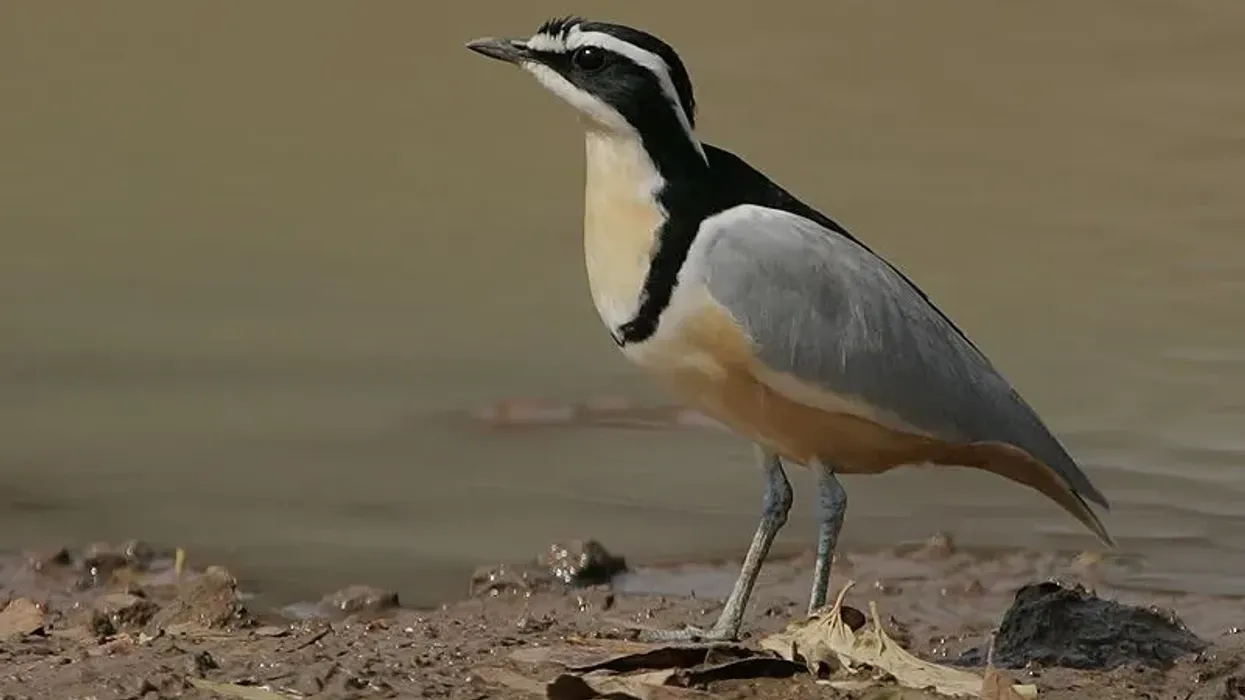 Egyptian Plover facts about the bird that co-habits with crocodiles.