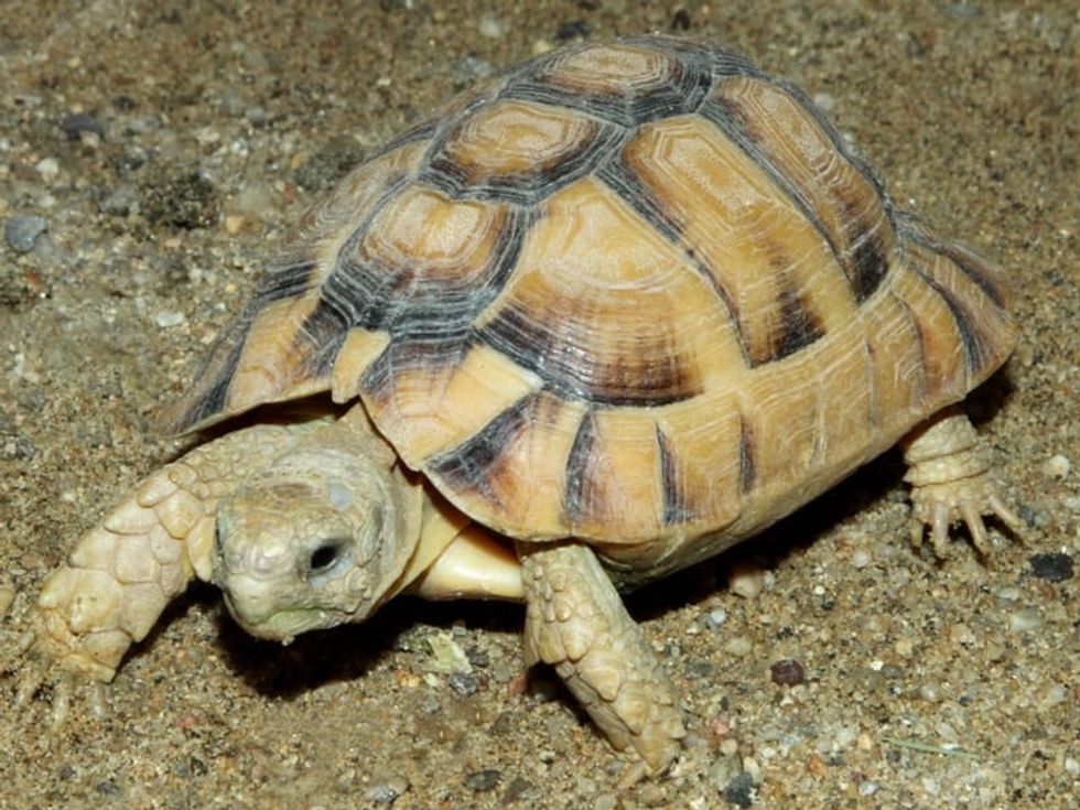 Fun Egyptian Tortoise Facts For Kids | Kidadl