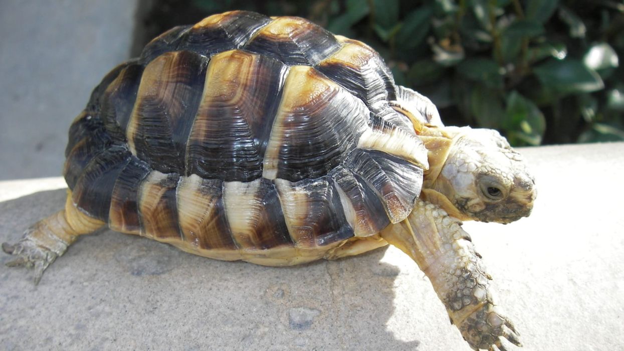 Egyptian tortoises facts about these animals that are native to Libya, Egypt, and Israel