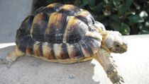 Egyptian tortoises facts about these animals that are native to Libya, Egypt, and Israel