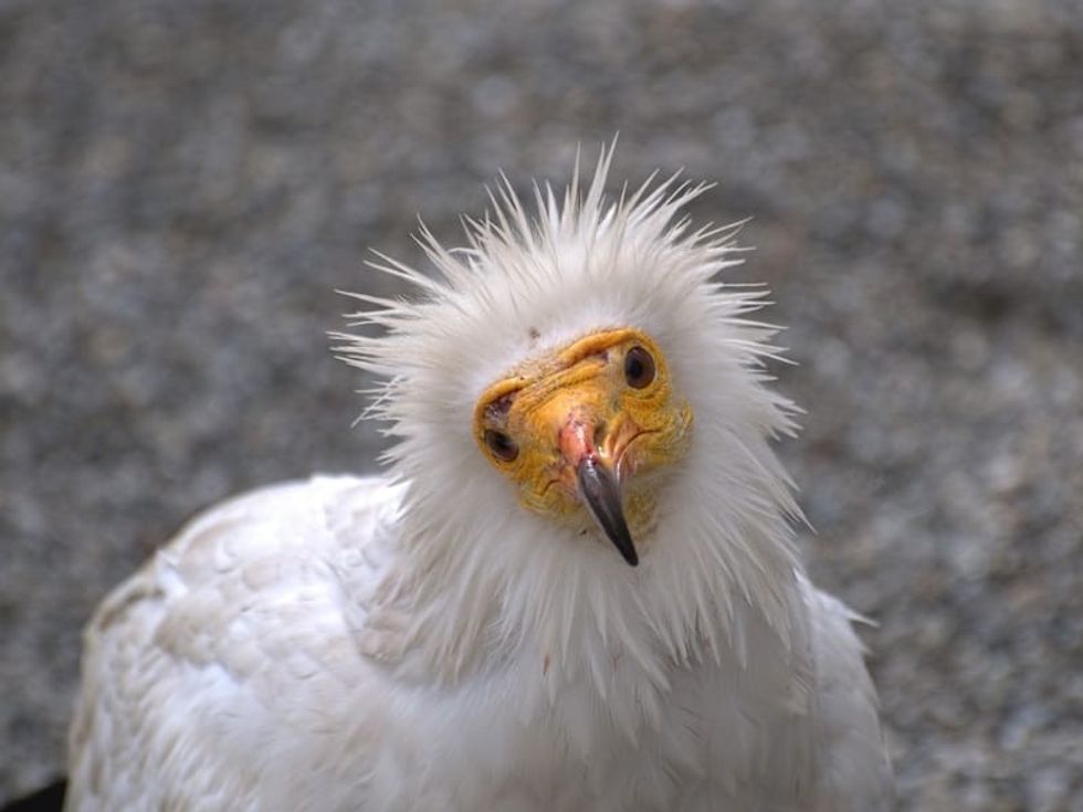 Fun Egyptian Vulture Facts For Kids 