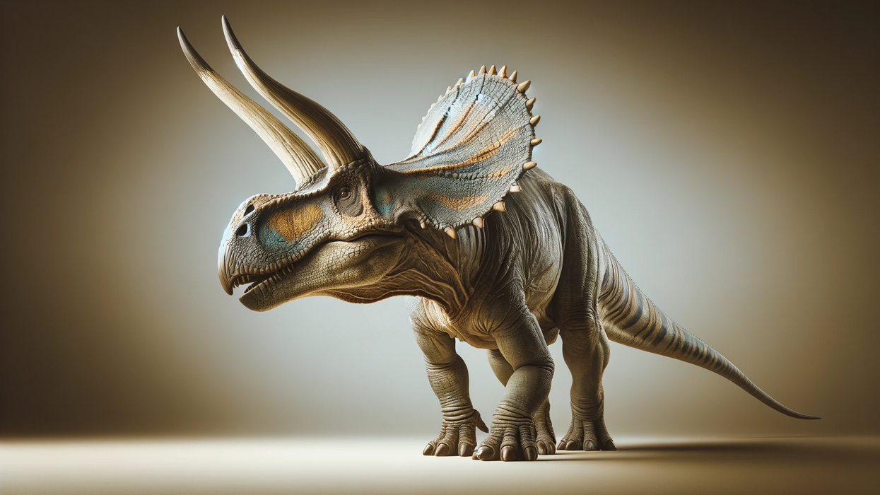 Einiosaurus profile against a plain backdrop, highlighting its forward-curving nasal horn and two longer horns above its eyes, with detailed skin texture and coloration.