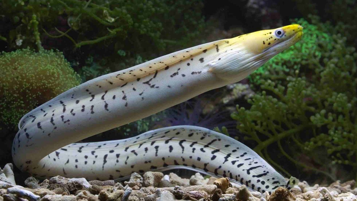 Electric eel facts about the freshwater fish