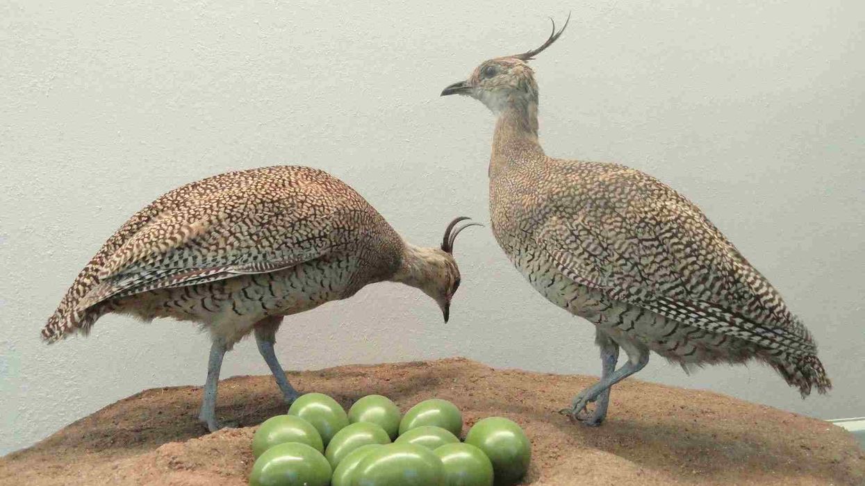 Elegant crested tinamou facts talk about its Least Concern conservation status.