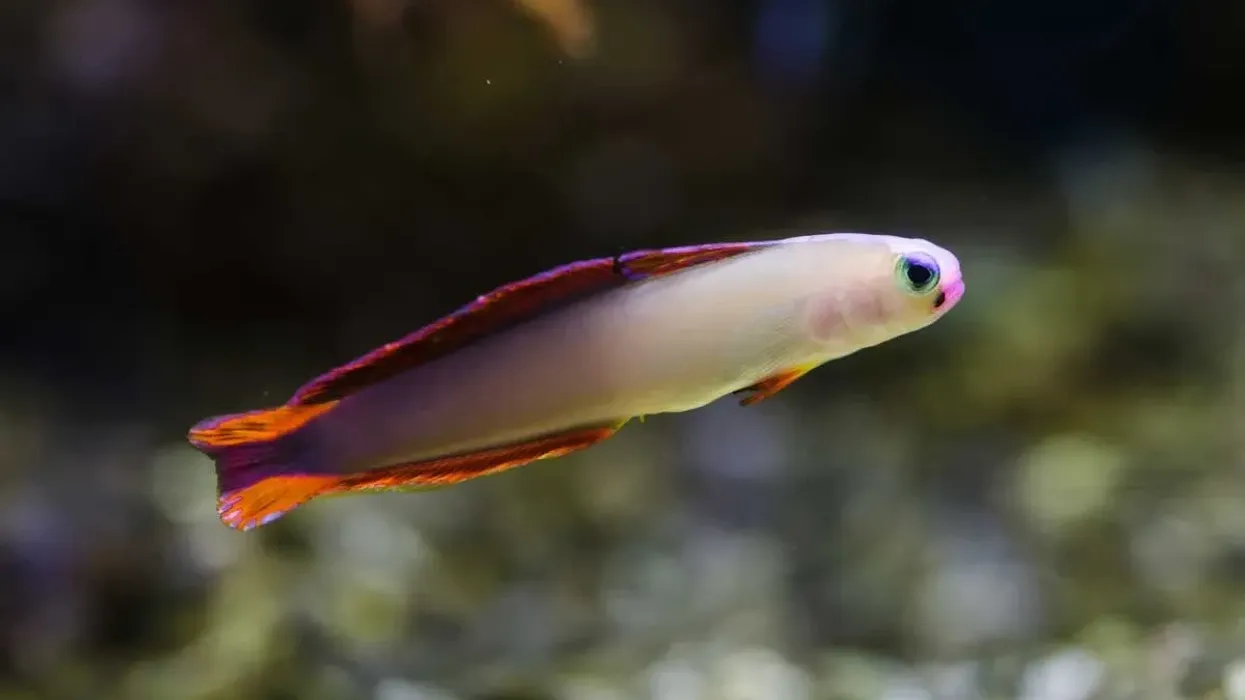 Elegant firefish facts about the fish also called by the name, purple firefish, and is found exclusively in the waters of Indo west pacific