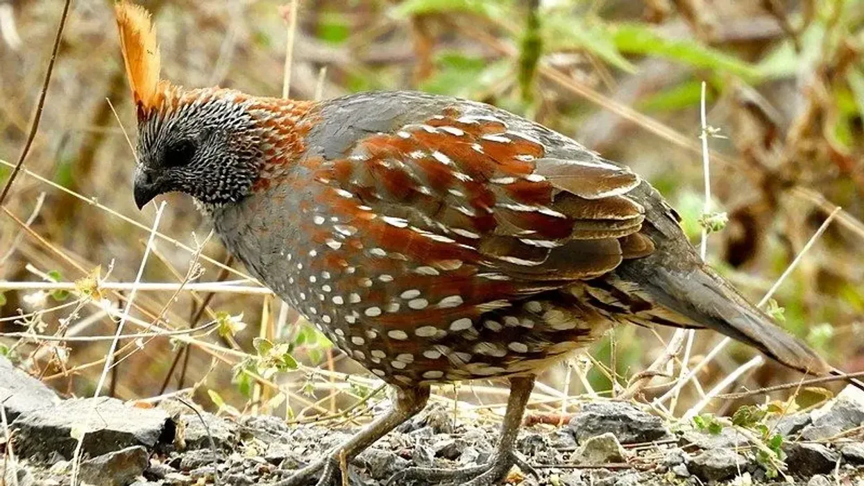 Elegant quail facts tell us about Callipepla douglasii, a New world quail species found in open areas and the Pacific slopes.