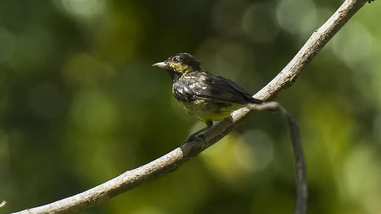 Elegant tit facts talk about this endemic bird from the Philippines.