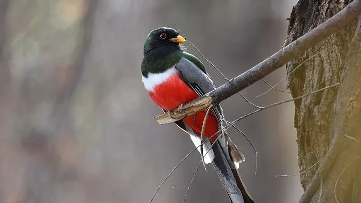 Elegant trogon facts are interesting because of their history.