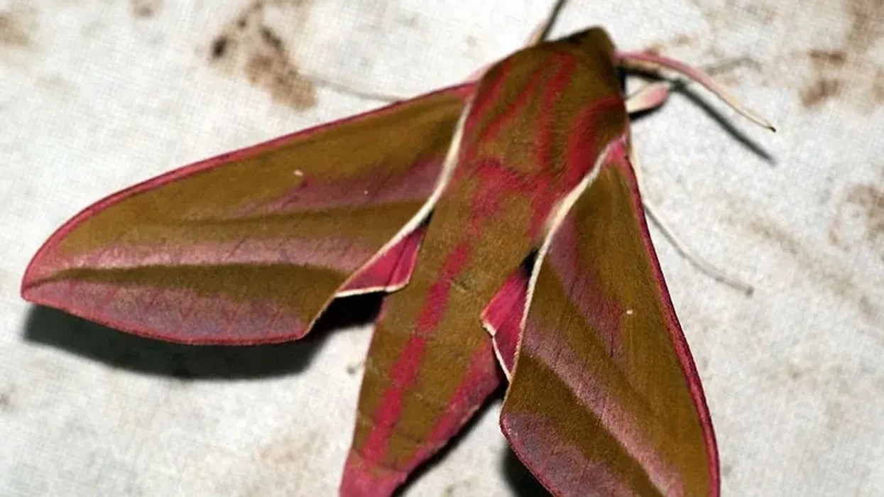 Elephant hawk-moth facts, know more about the beautifully colored pollinator.