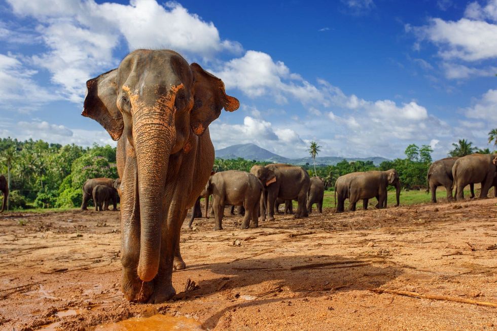 Elephant herd in Sri Lanka.
