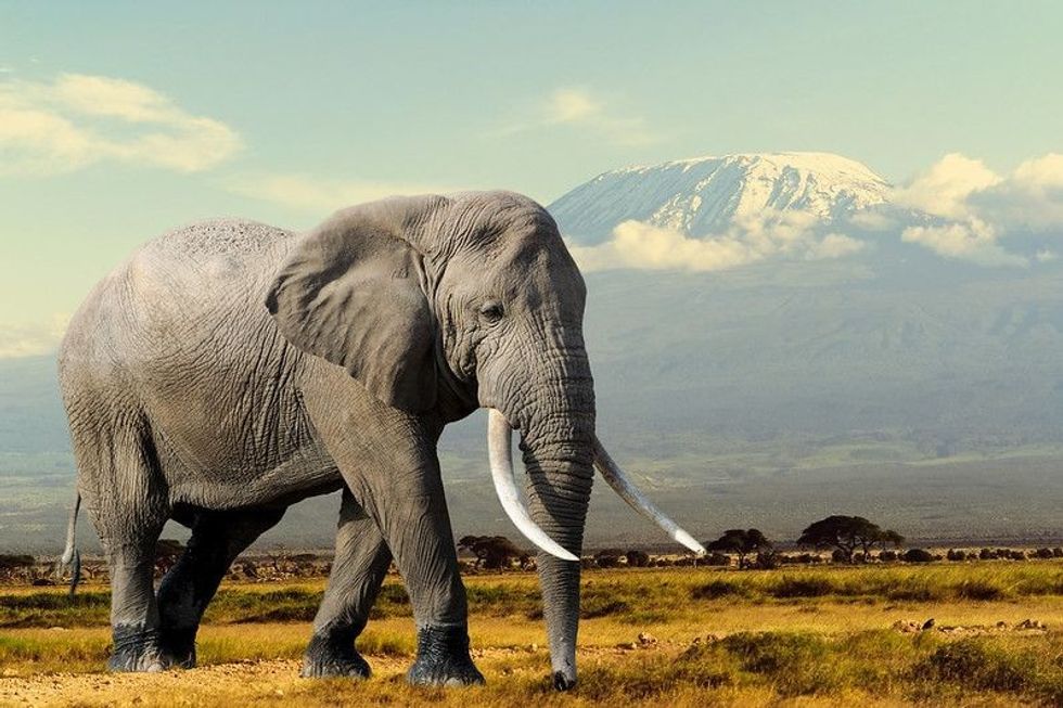 Elephant walking in the ground with background of mountains.