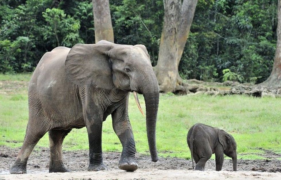 Elephants family on the green african savannah in misty light