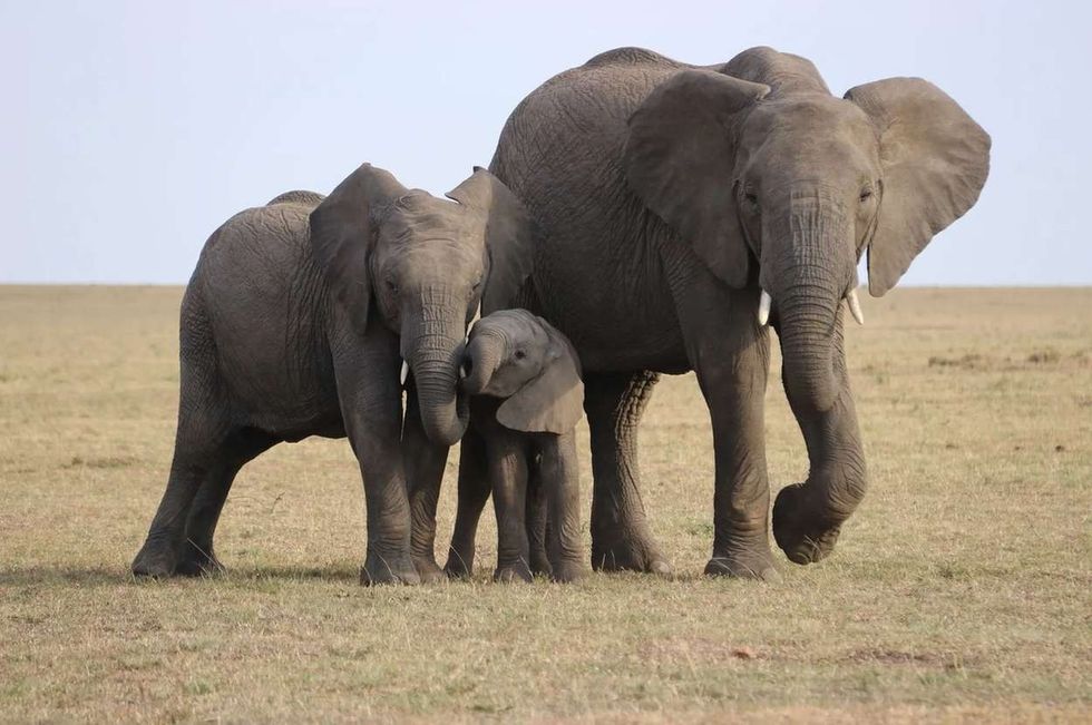 How Long Do Elephants Live? Interesting Facts About Loving Giants 