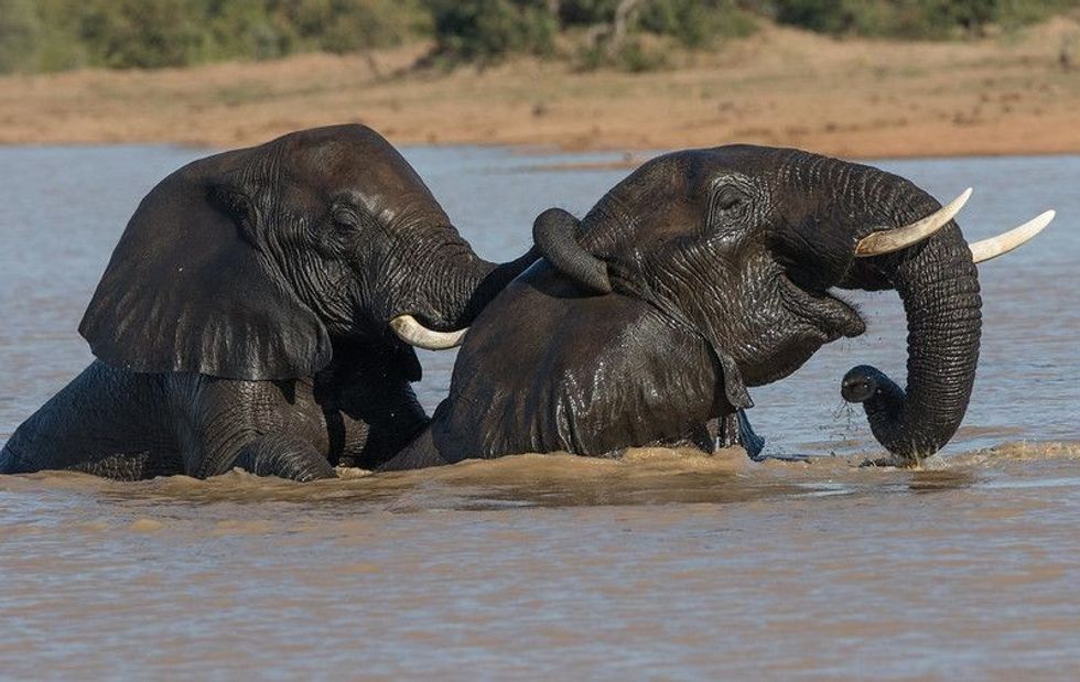 65+ Elephant Jokes That Are A Real Earful Kidadl