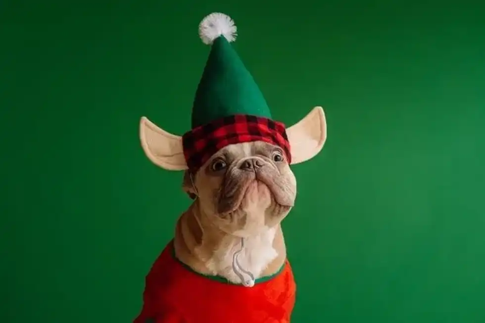 Elf facts could be an interesting topic for you to read and learn more about the movie and Christmas.