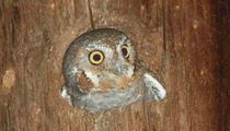 Fun Elf Owl Facts For Kids | Kidadl