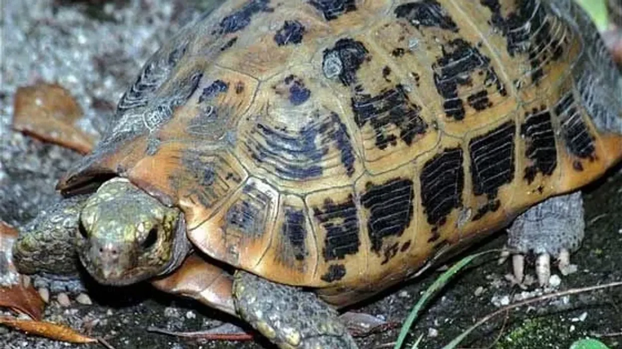 Elongated tortoise facts, as a pet, it can recognize its owner
