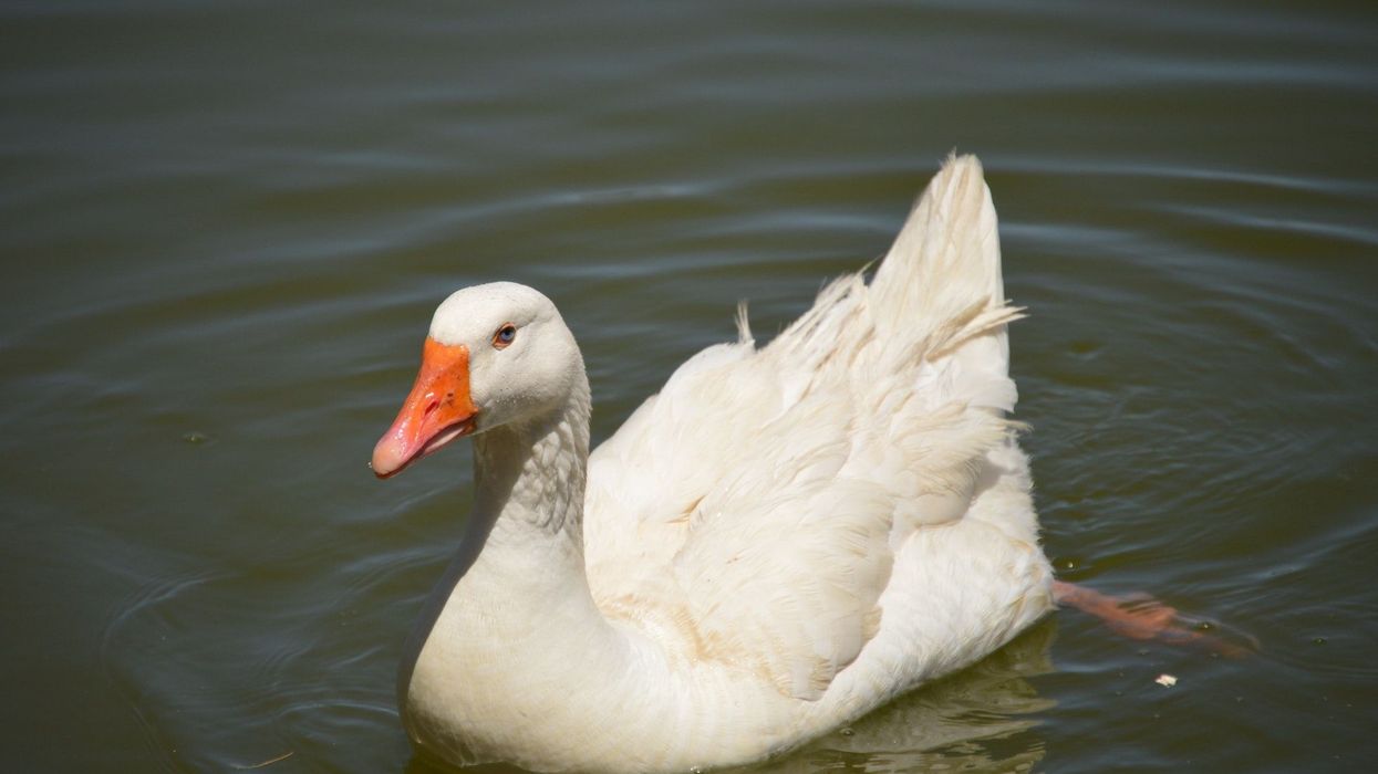 Embden goose facts tell us about this bird that came into the American Standard of Perfection in 1874 and the British Poultry Standard in 1865.