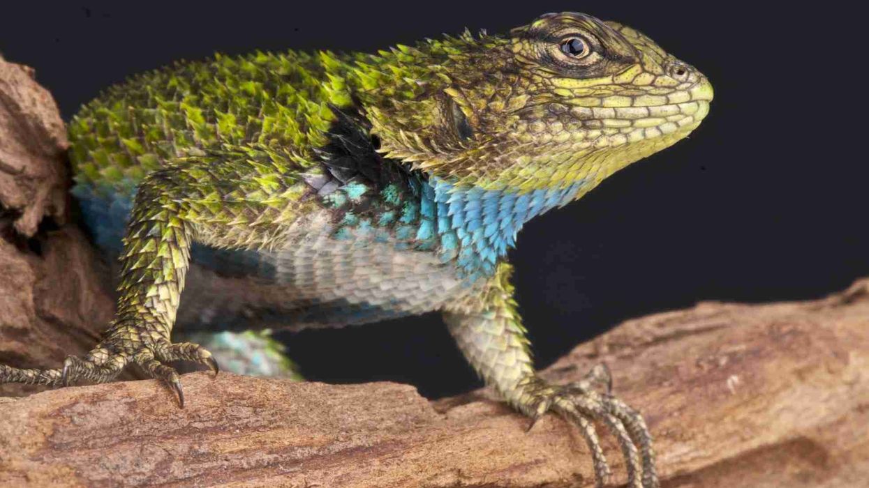 Emerald lizards facts about the lizards that are mostly found in the southern part of Mexico and some Central American countries