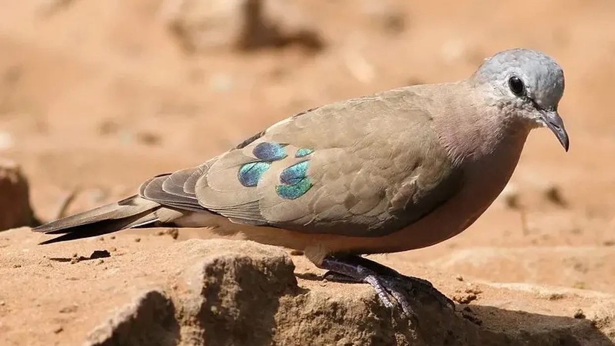 Emerald-spotted wood dove facts are about African native birds.