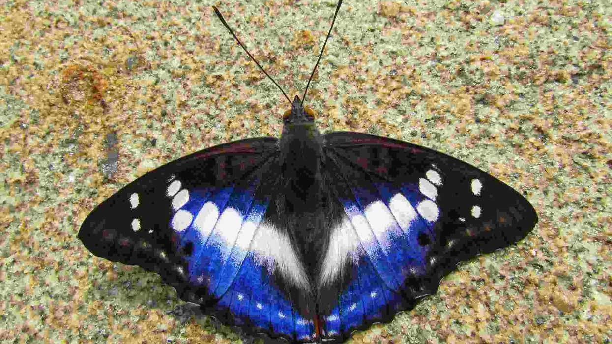 Emperor butterfly facts about the insect with iridescent color.
