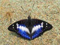 Emperor butterfly facts about the insect with iridescent color.