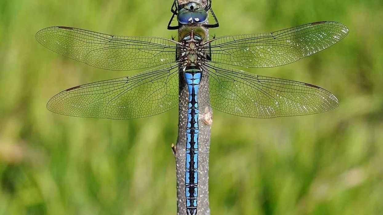 Emperor Dragonfly Fact File