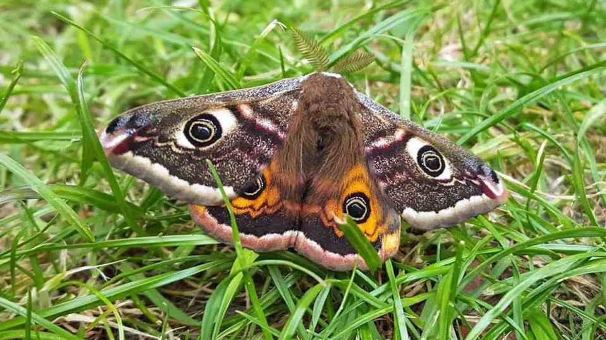 Emperor moth facts about the insect that has three subspecies.
