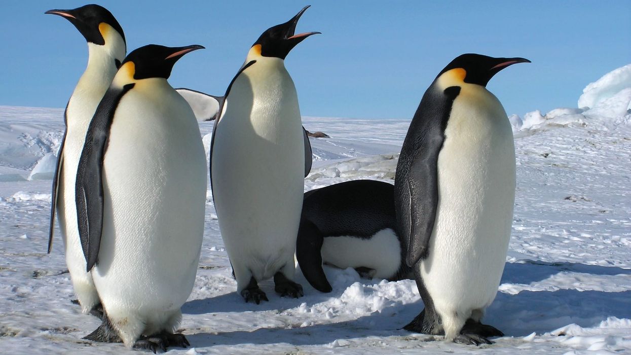 Emperor penguin facts about how they huddle together as a defense against the cold are interesting