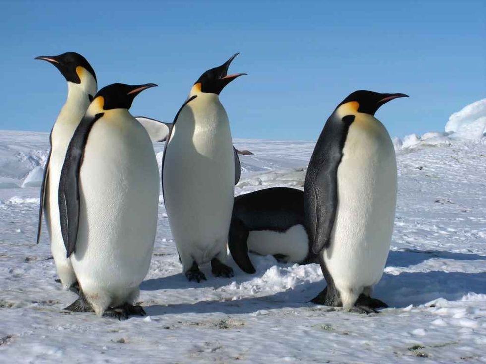 Emperor penguins flock Antarctica snow