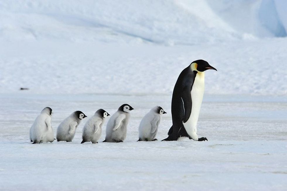 Emperor Penguins with chick.