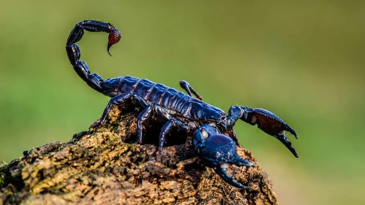 Emperor scorpion facts tell us about this remarkable and timid arthropod