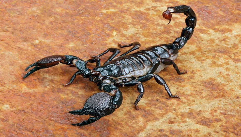 Emperor Scorpion on the rusty background.