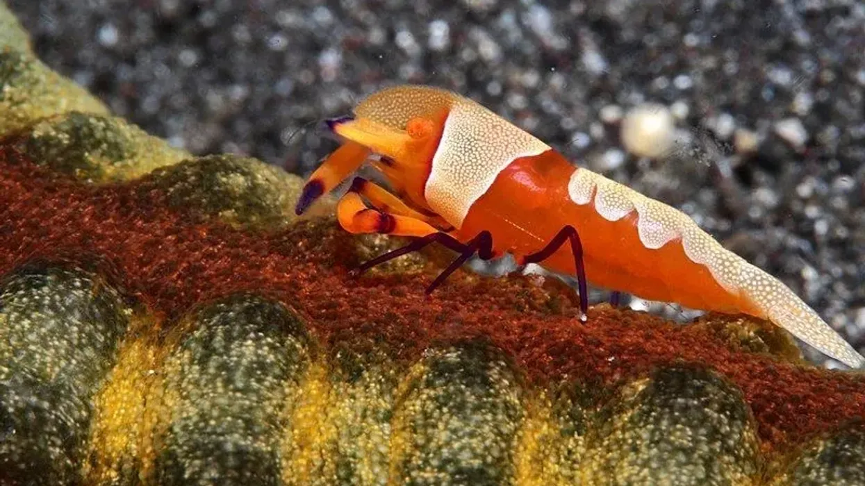 Emperor shrimp facts that everyone should know about.