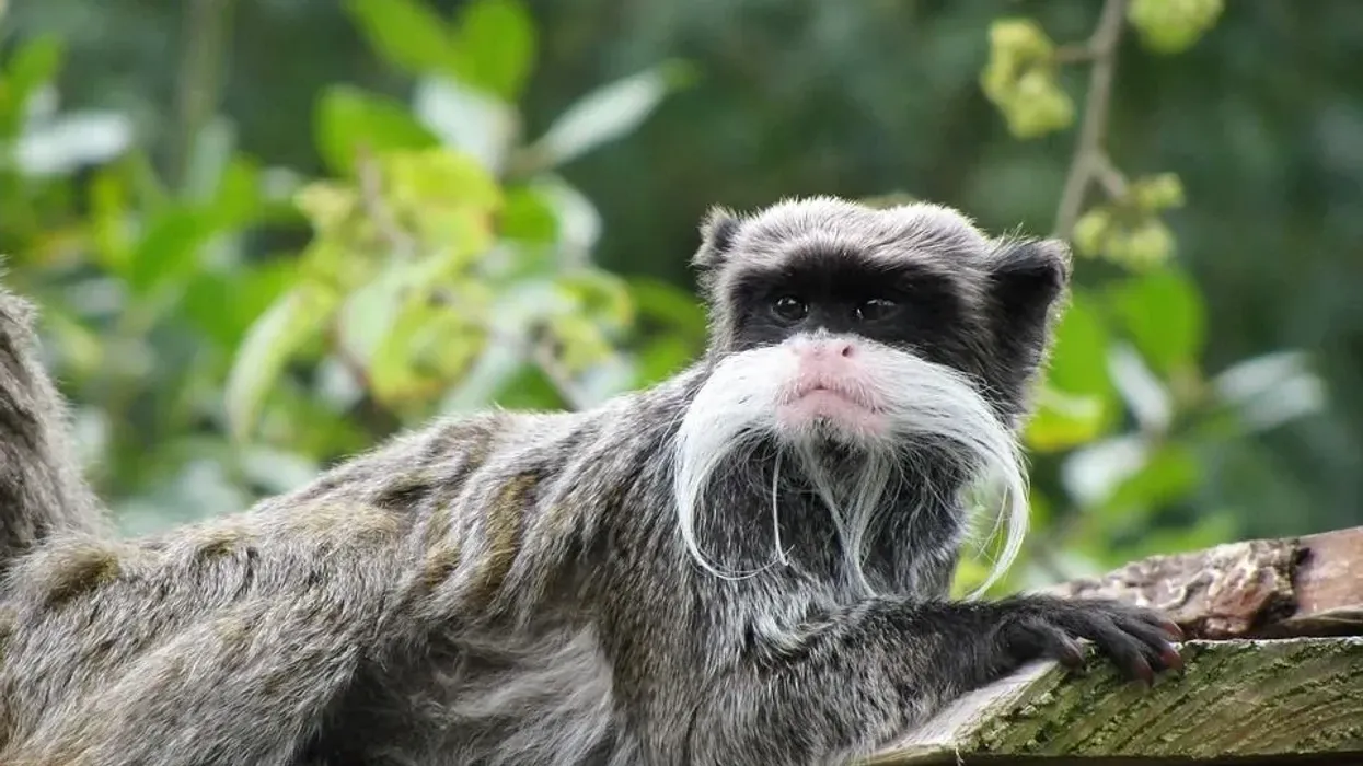 Emperor Tamarin facts include that it is famous for its long white mustache.