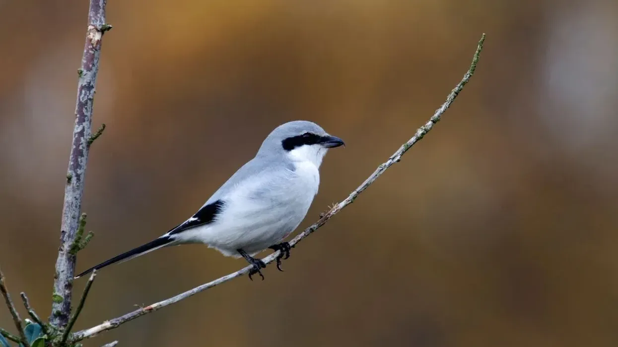 Engage yourself with some amazing Great Grey Shrike facts.