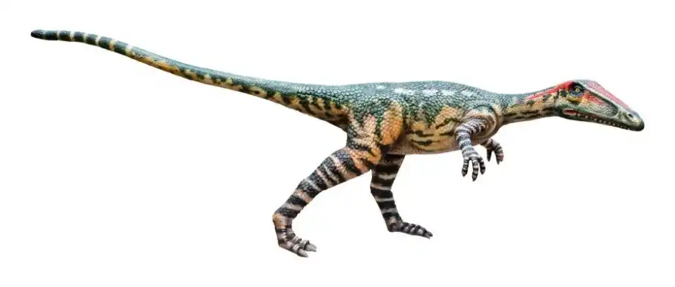 Engage yourself with some mindblowing Coelophysis facts!
