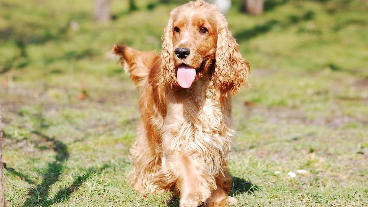 English Cocker Spaniel belongs to the sporting group of breeds.